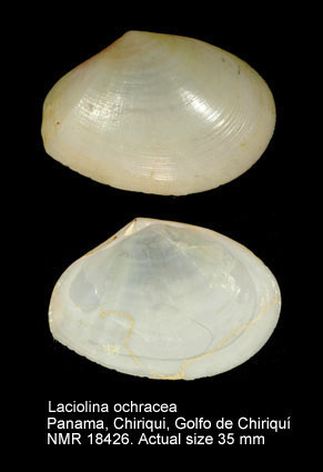 Laciolina ochracea.jpg - Laciolina ochracea(Carpenter,1864)